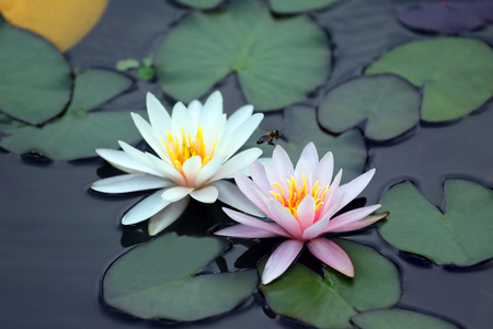bee pollinating white and pink lotus flower on waterの写真素材