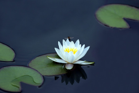bee pollinating a white flower of lotus on the waterの写真素材