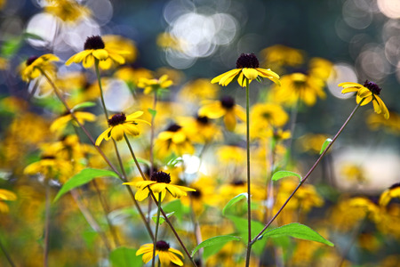 yellow wild flowers in blurred background
