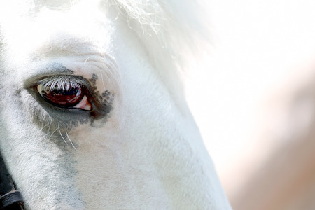 head of white horse closeupの写真素材