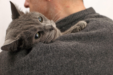 gray cat sitting on the shoulder of a manの写真素材