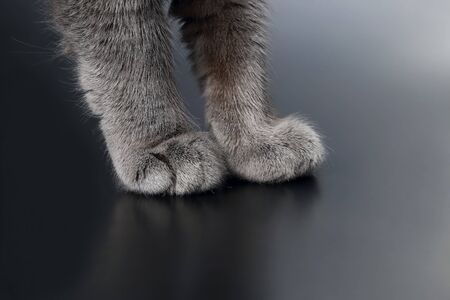 paw gray cat closeup on dark backgroundの写真素材