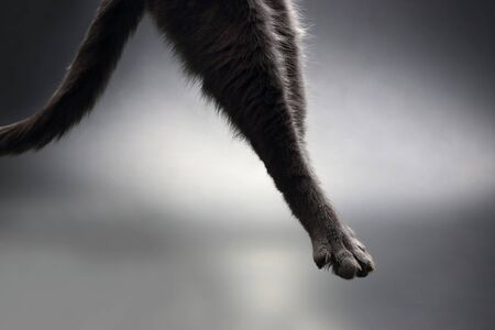 hind legs grey cat hanging in the airの写真素材
