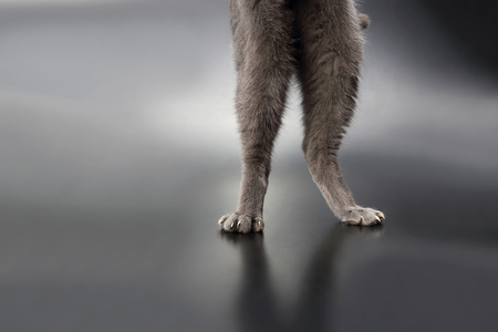 hind legs grey cat steel on the surfaceの写真素材