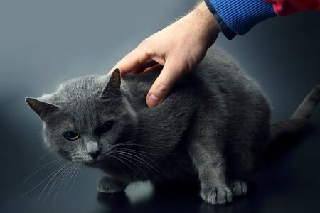 human hand stroking the gray catの写真素材