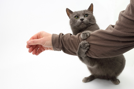 grey cat clasped his paws a man's hand on white backgroundの写真素材
