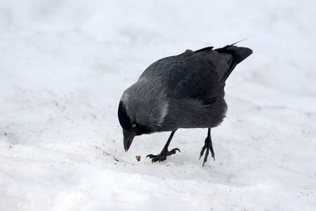 the jackdaw bird is looking for food in the snow
の写真素材