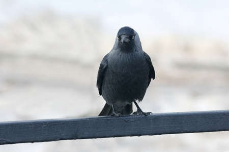 the portrait of a bird jackdaws