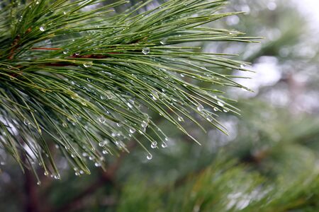 water drops on the branch of a tree after rain