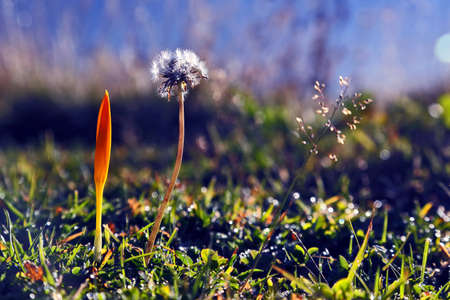 meadow flowers at dawn closeupの写真素材