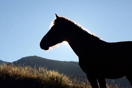 the silhouette of a horse in the mountains in the sunの写真素材