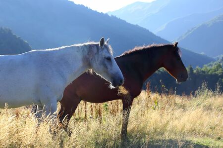 two horses graze in the mountains at dawnの写真素材