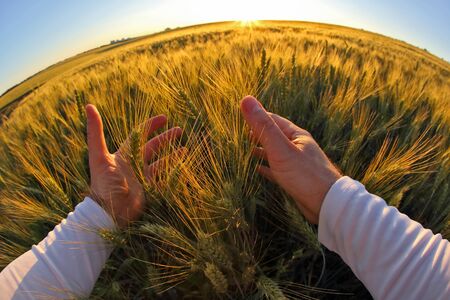 hands with spikelets of wheat against the setting sunの写真素材