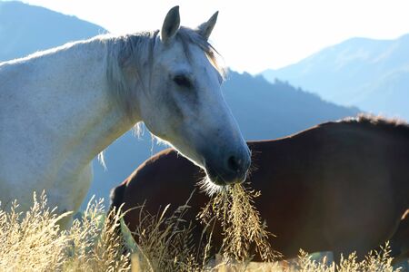 horses graze in the mountains at dawnの写真素材