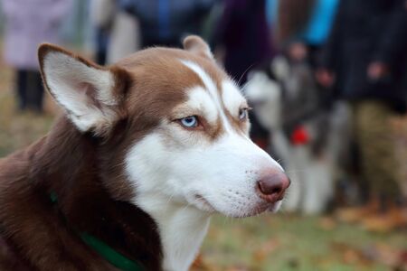 dog breed husky for a walkの写真素材