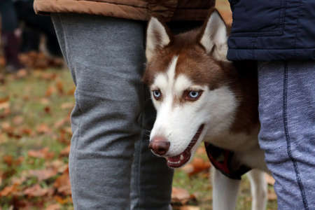 dog breed husky for a walk
の写真素材