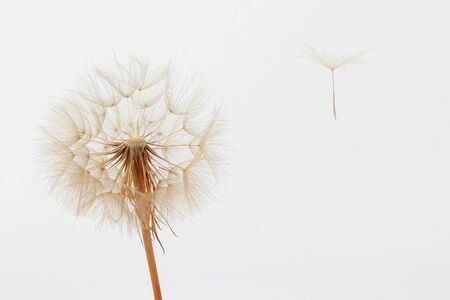 dandelion and its flying seeds on a white backgroundの写真素材