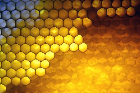 the honey in the comb to the light closeup
