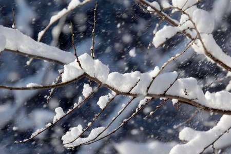 snow-covered tree branches in winter
の写真素材