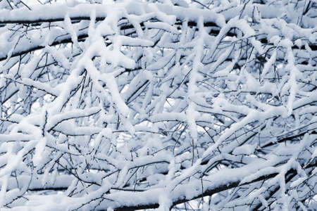 branches of trees covered with snow in winter