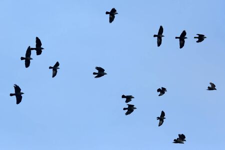 flock of birds flying in the blue sky