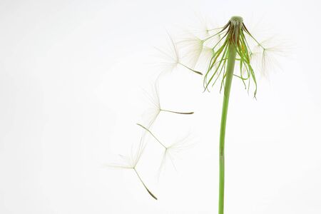 dandelion and its flying seeds on a white backgroundの写真素材