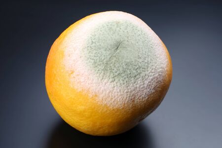 rotting grapefruit on a dark backgroundの写真素材