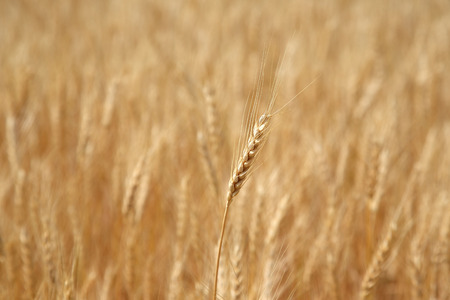 ear of wheat in a wheat field