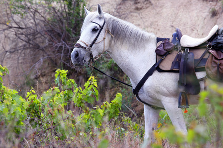 white horse gear saddle on the natureの写真素材