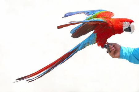 big macaw parrot sitting on man's handの写真素材