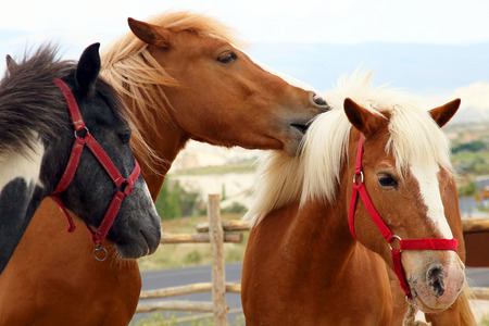 three thoroughbred horses walking togetherの写真素材