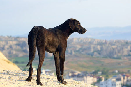 big dog on the ground against the skyの写真素材