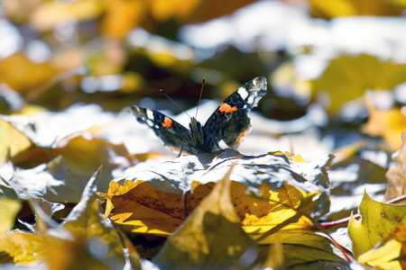 Butterfly sitting on autumn leavesの写真素材