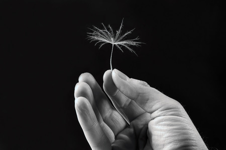 the hand with the seed of a dandelion on a dark background