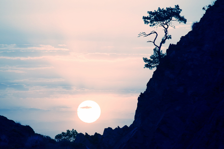 lonely pine grows on a rock in the Sunny dawnの写真素材