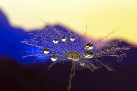 dandelion flower macro photo with water drops against the backdrop of dawn in mountainous terrain