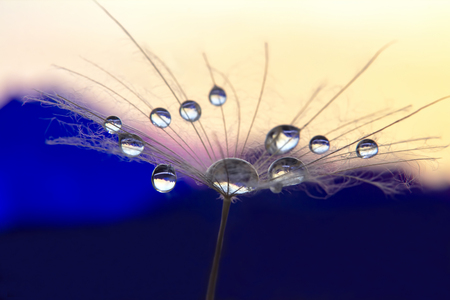 Macro photo of dandelion flower with water drops on a background of dawn in the highlandsの写真素材