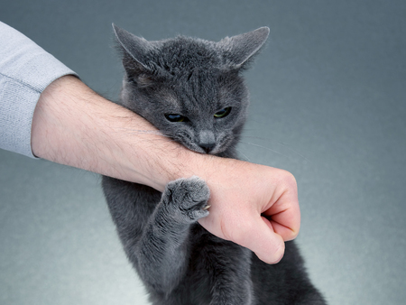 grey cat clasped his paws a man's handの写真素材
