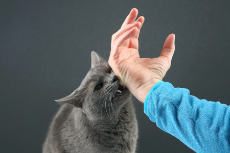 grey cat aggressively biting the man's handの写真素材