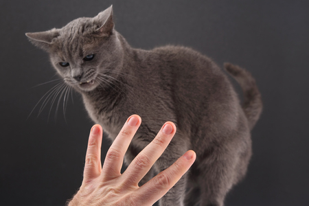 the hand with the index finger indicates a gray catの写真素材