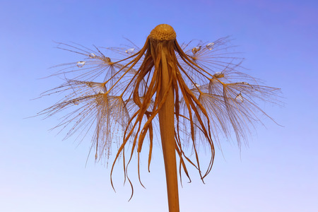 Dandelion flower on blue backgroundの写真素材