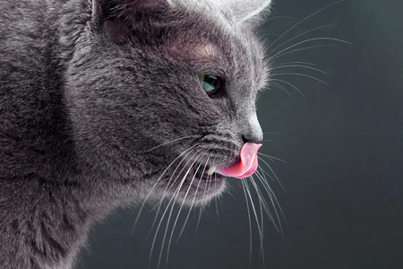Studio portrait of a beautiful grey cat. Pets and mammals. canine friendの写真素材