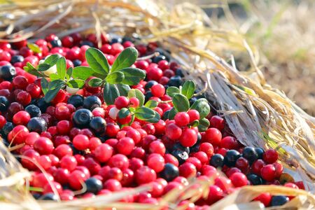 the a fresh berries cranberries and blueberries. healthy and vitamin foodの写真素材