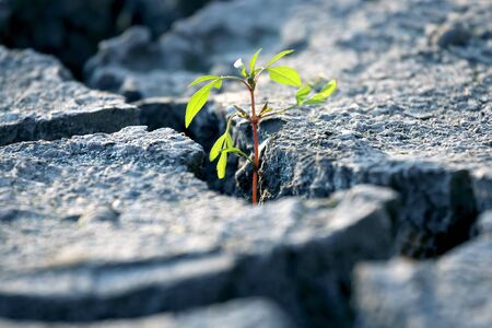 sprout plants growing on very dry cracked earth. botany and vegetationの写真素材