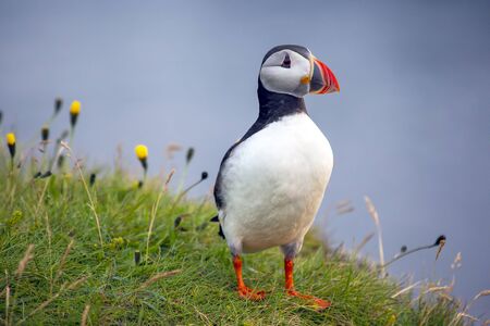 paffin bird on the grass in Icelandの写真素材
