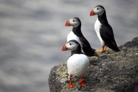Three birds puffins sitting on a cliff of Icelandの写真素材