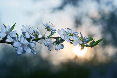 flowering branch of cherry blossoms at sunsetの写真素材