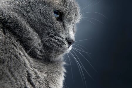 Studio portrait of a beautiful grey cat on dark background