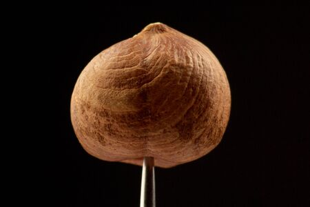 Macro photo of a hazelnut nut on a dark background. vitamins and dessert. snack and dietの写真素材