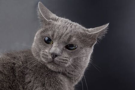 Studio portrait of a beautiful grey cat on dark backgroundの写真素材